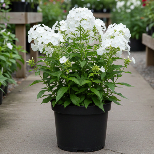 Флокс метельчатый Давид купить