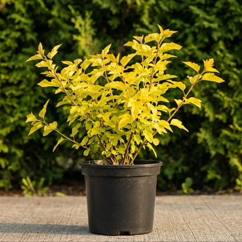 Пузыреплодник калинолистный Ангел Голд купить