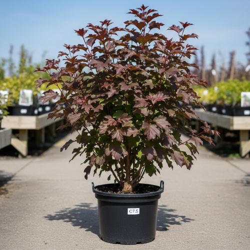 Пузыреплодник калинолистный Диабл Д'Ор (живая изгородь) купить