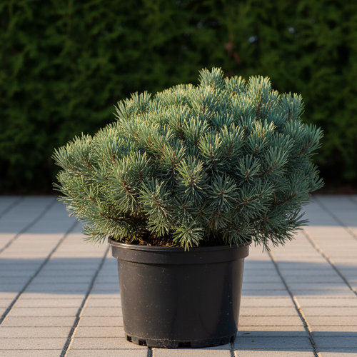 Сосна лейкодермис Компакт Гем купить