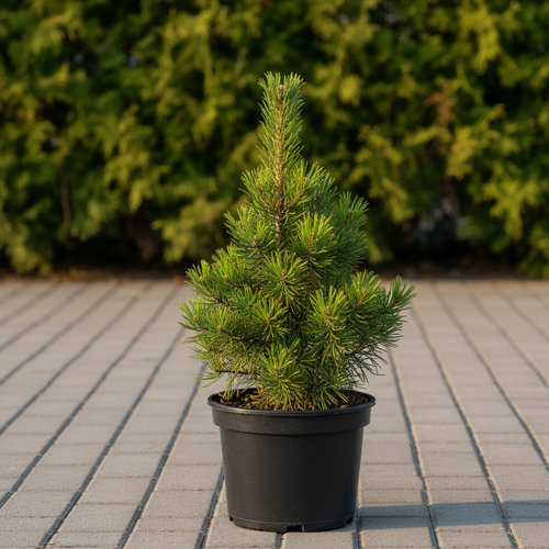 Сосна горная Литомисл купить