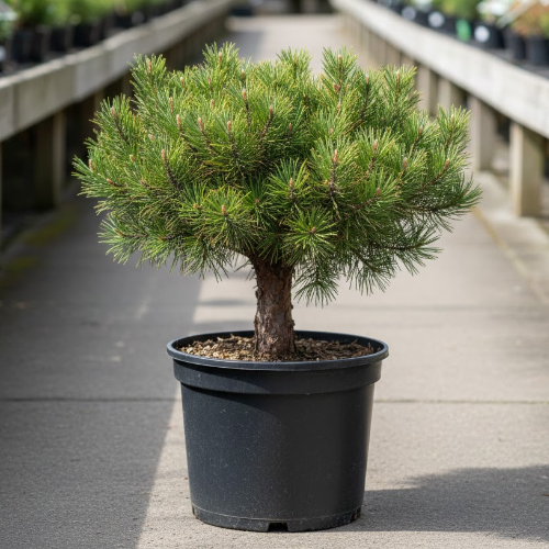 Сосна горная Пумилио купить