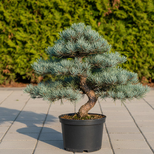 Сосна мелкоцветковая Глаука купить