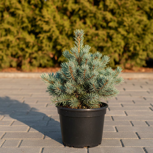 Сосна веймутовая Бревифолия купить