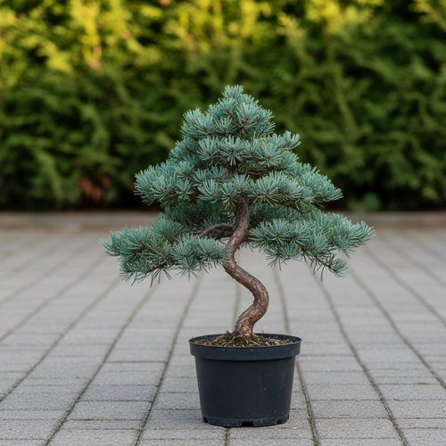 Сосна веймутовая Крюгерс Лилипут БОНСАЙ купить