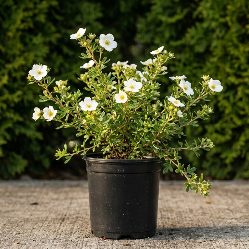 Лапчатка кустарниковая Маунт Эверест купить