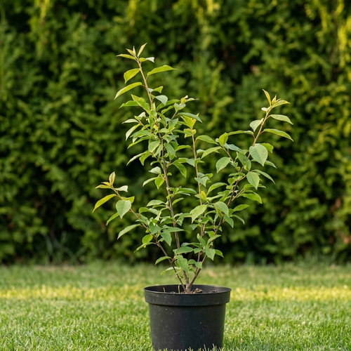 Черемуха обыкновенная  купить