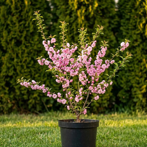 Миндаль трёхлопастной купить