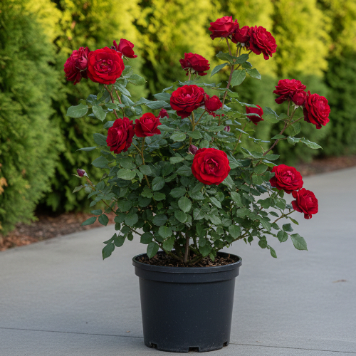 Роза плетистая Crimson Glory Clg купить