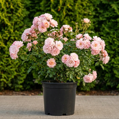 Роза Флорибунда Клер Матин купить