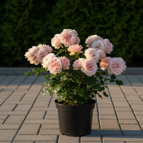 Роза Флорибунда Констанс Моцарт купить