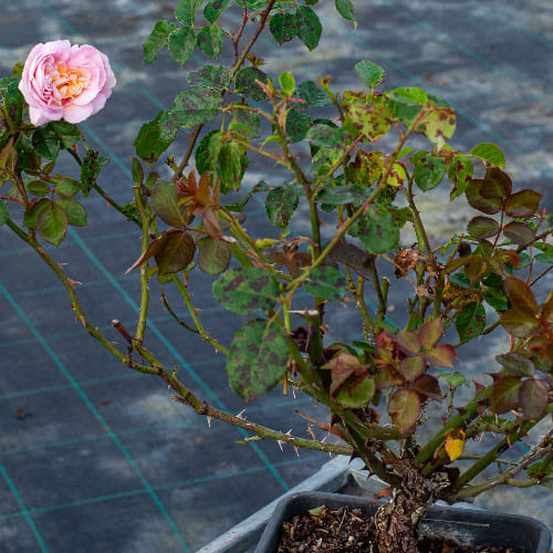 Роза английская душистая Абрахам Дерби купить