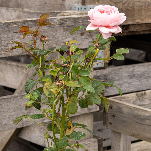 Роза английская душистая Кристина купить