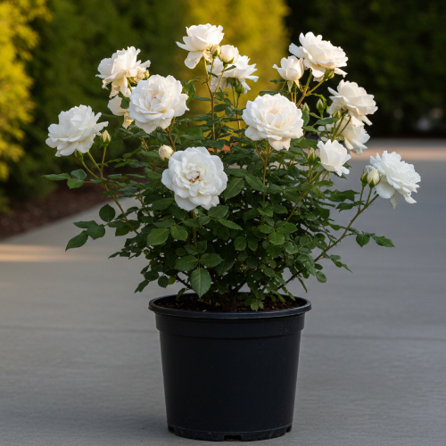 Роза английская душистая Винчестер Кафедрал купить