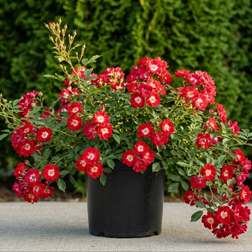 Роза почвопокровная Фейер купить