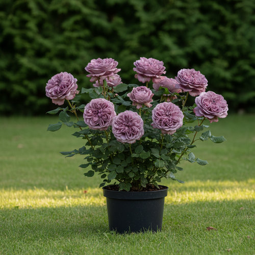 Роза чайно-гибридная Mainzer fastnacht купить