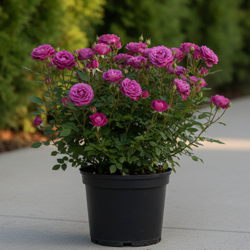 Роза миниатюрная Мини Пурпл купить