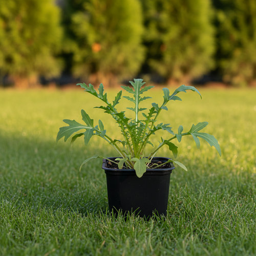 Руккола Стрелы Купидона купить