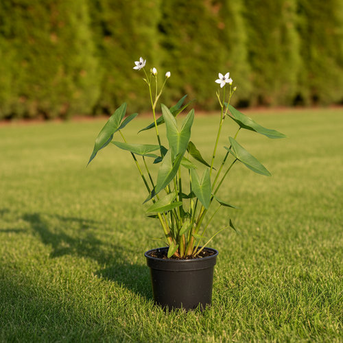 Стрелолист обыкновенный купить