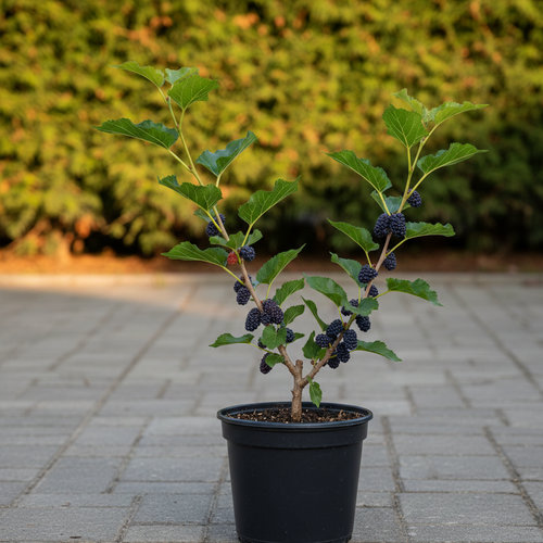 Шелковица Синяя купить