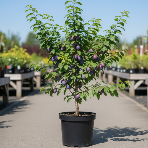 Слива домашняя Стартовая купить