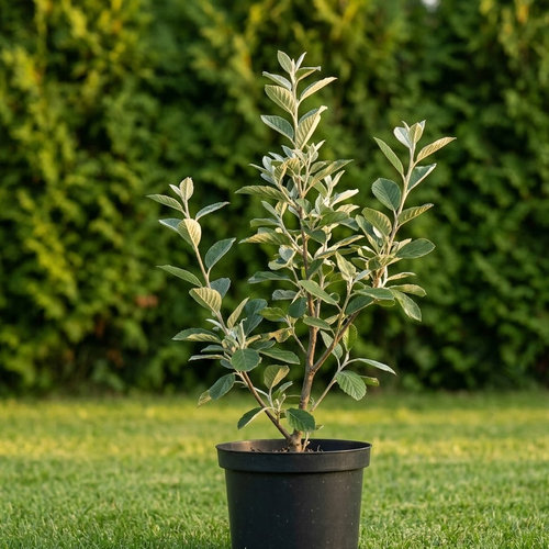 Рябина круглолистная Маджестика купить