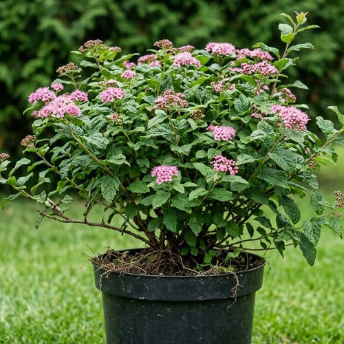 Спирея японская Булатта купить
