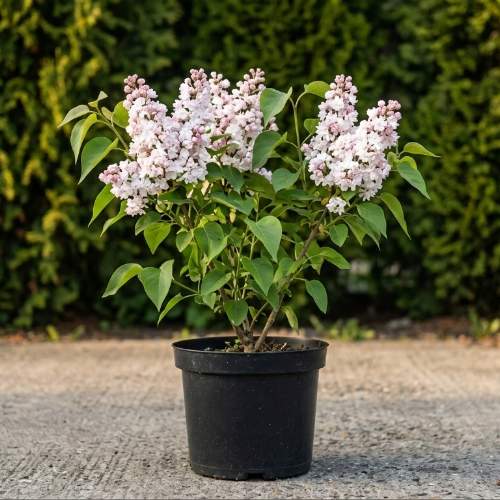 Сирень обыкновенная Красавица Москвы купить