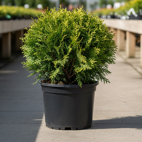 Туя западная Даника купить