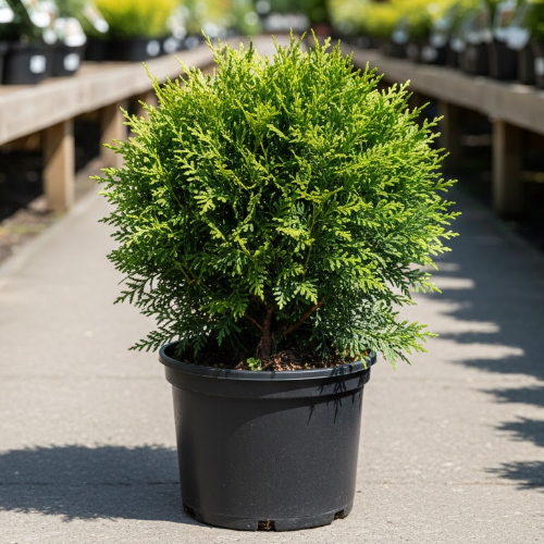 Туя западная Глобоза Компакта купить