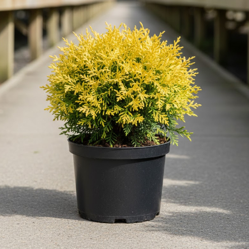 Туя западная Мириам купить