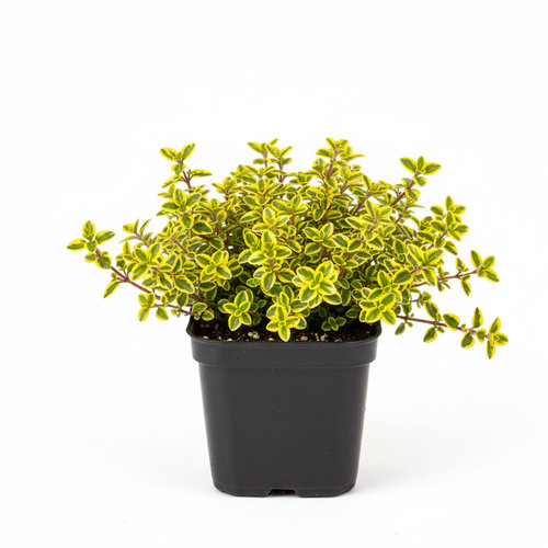 Тимьян лимоннопахнущий Голден Кинг купить