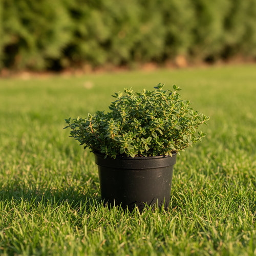 Тимьян малый  купить