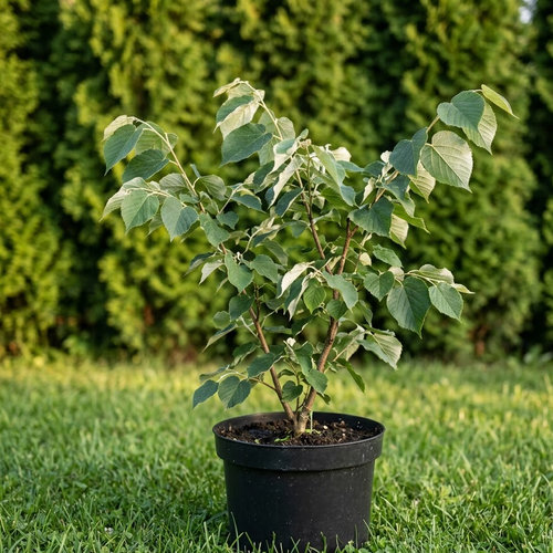 Липа войлочная Томентоза купить