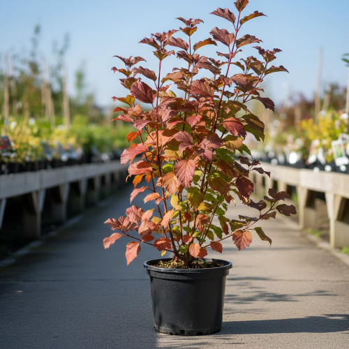 Калина гордовина купить