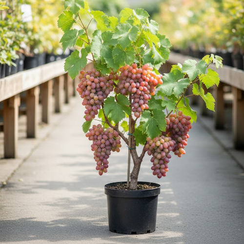 Виноград Гурман купить