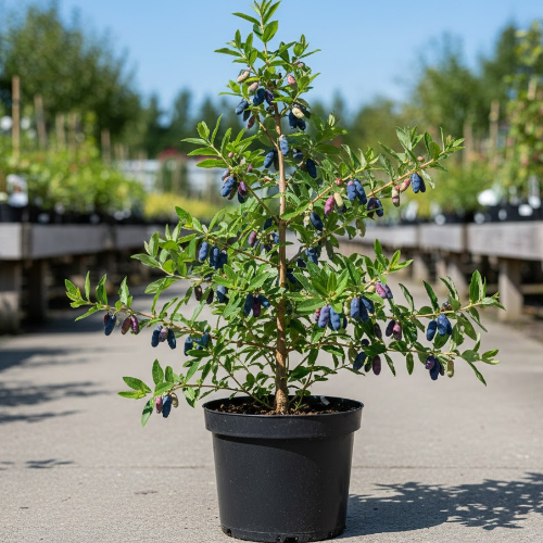 Жимолость Лебедушка купить